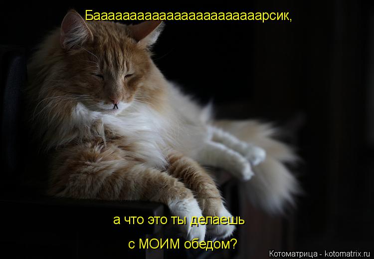 Бааааааааааааааааааааааарсик, а что это ты делаешь с МОИМ обедом? ^... Котоматрица: Бааааааааааааааааааааааарсик, а что это ты делаешь с МОИМ обедом? ^