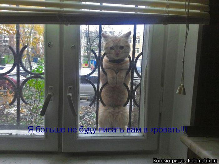 Я больше не буду писать вам в кровать!!!... Котоматрица: Я больше не буду писать вам в кровать!!!