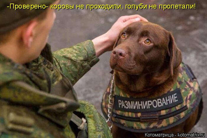 -Проверено- коровы не проходили, голуби не пролетали!... Котоматрица: -Проверено- коровы не проходили, голуби не пролетали!