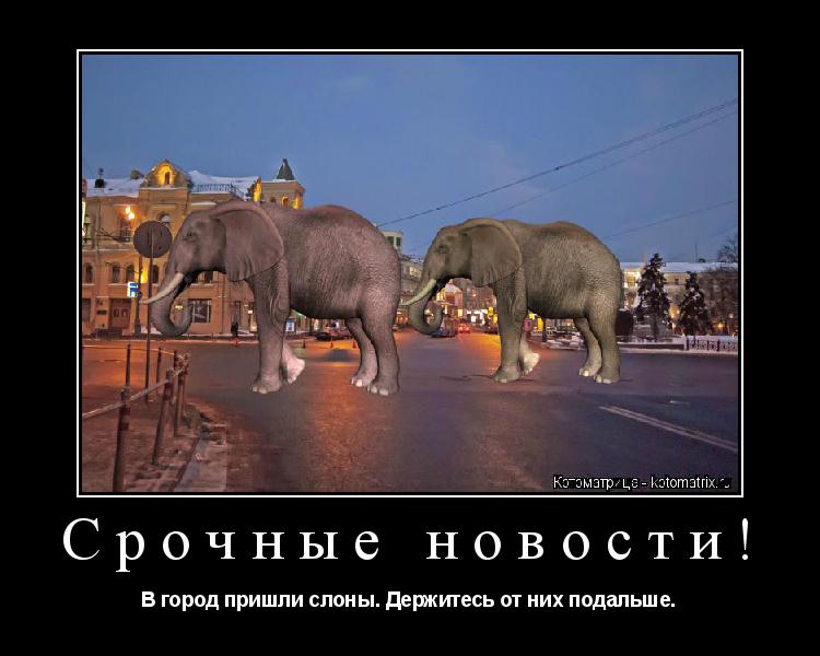 Срочные новости! В город пришли слоны. Держитесь от них подальше.... Котоматрица: Срочные новости! В город пришли слоны. Держитесь от них подальше.