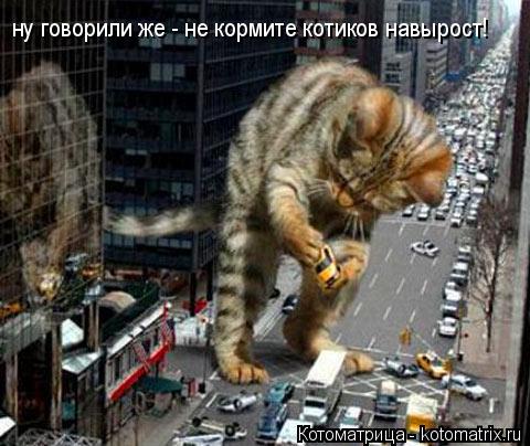 ну говорили же - не кормите котиков навырост!... Котоматрица: ну говорили же - не кормите котиков навырост!
