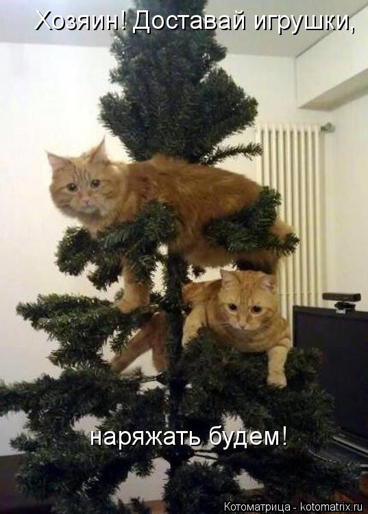 Хозяин! Доставай игрушки, наряжать будем!... Котоматрица: Хозяин! Доставай игрушки, наряжать будем!