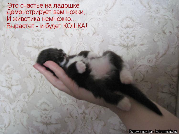 Это счастье на ладошке Демонстрирует вам ножки, И животика немножко... Вырастет - и будет КОШКА!... Котоматрица: Это счастье на ладошке Демонстрирует вам ножки, И животика немножко... Вырастет - и будет КОШКА!