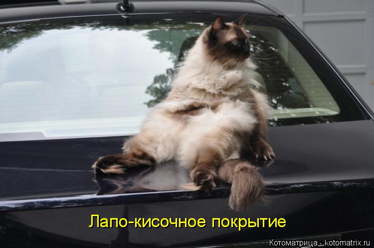 Лапо-кисочное покрытие... Котоматрица: Лапо-кисочное покрытие