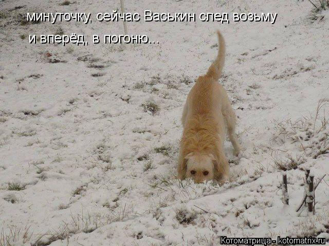 минуточку, сейчас Васькин след возьму и вперёд, в погоню...... Котоматрица: минуточку, сейчас Васькин след возьму и вперёд, в погоню...