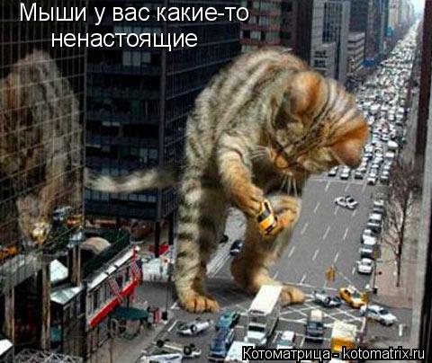 Мыши у вас какие-то ненастоящие... Котоматрица: Мыши у вас какие-то ненастоящие