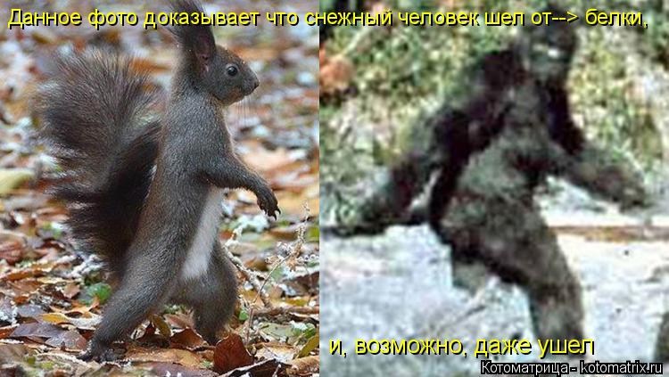 Данное фото доказывает что снежный человек шел от--> белки, и, возможно, даже ушел... Котоматрица: Данное фото доказывает что снежный человек шел от--> белки, и, возможно, даже ушел