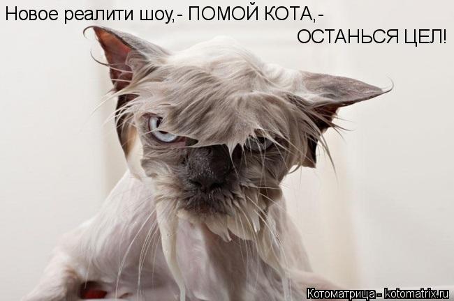 Новое реалити шоу,- ПОМОЙ КОТА,- ОСТАНЬСЯ ЦЕЛ!... Котоматрица: Новое реалити шоу,- ПОМОЙ КОТА,- ОСТАНЬСЯ ЦЕЛ!