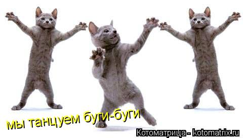 мы танцуем буги-буги... Котоматрица: мы танцуем буги-буги