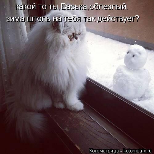 какой то ты,Васька,облезлый. зима,штоль,на тебя так действует?... Котоматрица: какой то ты,Васька,облезлый. зима,штоль,на тебя так действует?