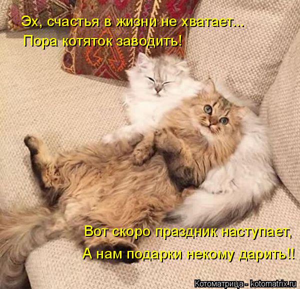 Эх, счастья в жизни не хватает... Пора котяток заводить! Вот скоро праздник наступает, А нам подарки ... Котоматрица: Эх, счастья в жизни не хватает... Пора котяток заводить! Вот скоро праздник наступает, А нам подарки некому дарить!!