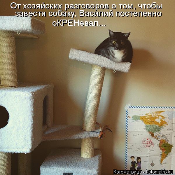От хозяйских разговоров о том, чтобы завести собаку, Василий постепенно оКРЕНевал...... Котоматрица: От хозяйских разговоров о том, чтобы завести собаку, Василий постепенно оКРЕНевал...