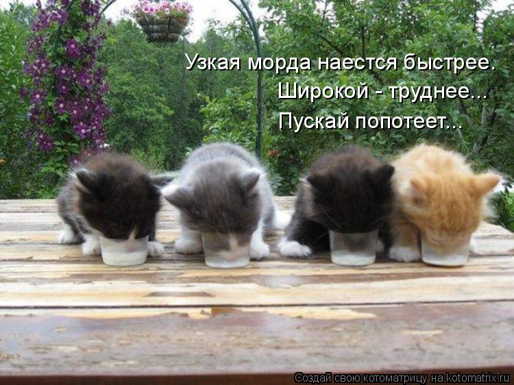 Узкая морда наестся быстрее. Широкой - труднее... Пускай попотеет...... Котоматрица: Узкая морда наестся быстрее. Широкой - труднее... Пускай попотеет...