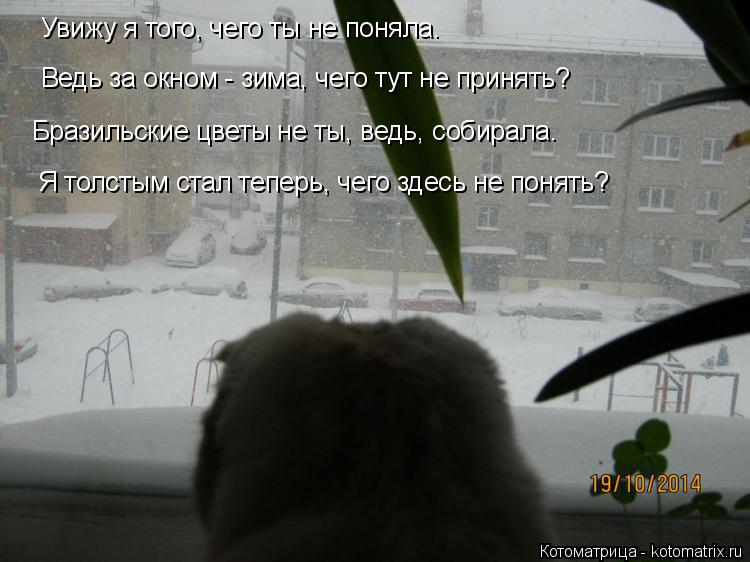 Увижу я того, чего ты не поняла. Бразильские цветы не ты, ведь, собирала. Я толстым стал теперь, чего... Котоматрица: Увижу я того, чего ты не поняла. Бразильские цветы не ты, ведь, собирала. Я толстым стал теперь, чего здесь не понять? Ведь за окном - зима, чего
