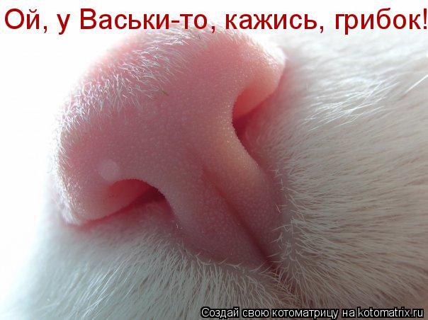 Ой, у Васьки-то, кажись, грибок!... Котоматрица: Ой, у Васьки-то, кажись, грибок!
