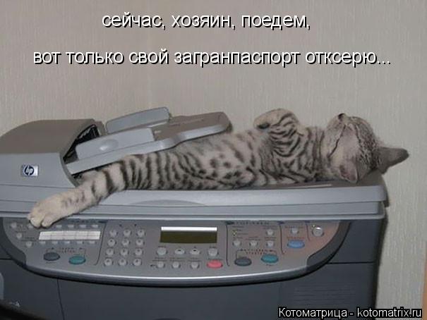 сейчас, хозяин, поедем, вот только свой загранпаспорт отксерю...... Котоматрица: сейчас, хозяин, поедем, вот только свой загранпаспорт отксерю...