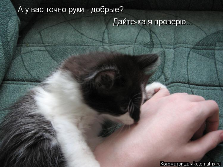 А у вас точно руки - добрые? Дайте-ка я проверю...... Котоматрица: А у вас точно руки - добрые? Дайте-ка я проверю...