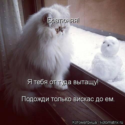 Братюняя! Братюняя! Я тебя от туда вытащу! Подожди только вискас до ем.... Котоматрица: Братюняя! Братюняя! Я тебя от туда вытащу! Подожди только вискас до ем.