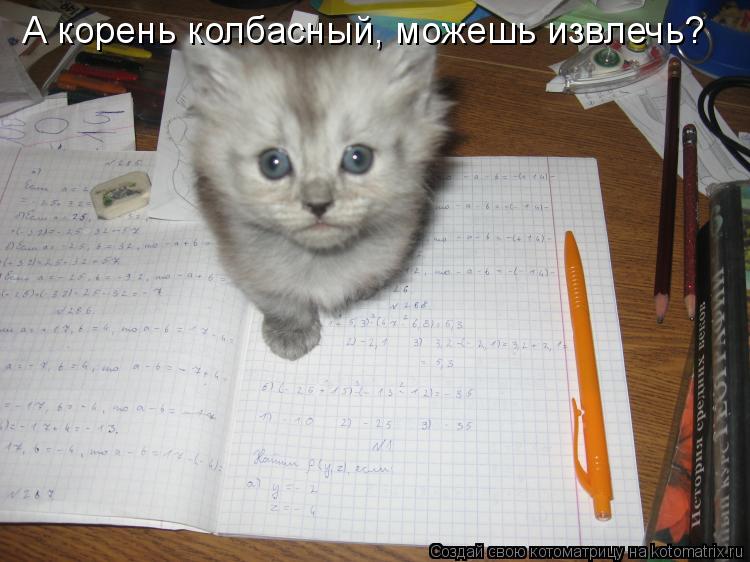 А корень колбасный, можешь извлечь?... Котоматрица: А корень колбасный, можешь извлечь?