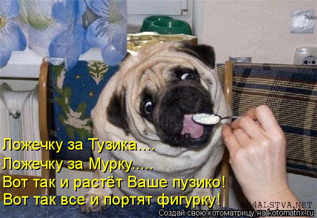 Ложечку за Тузика.... Ложечку за Мурку..... Вот так и растёт Ваше пузико! Вот так все и портят фигурк... Котоматрица: Ложечку за Тузика.... Ложечку за Мурку..... Вот так и растёт Ваше пузико! Вот так все и портят фигурку!