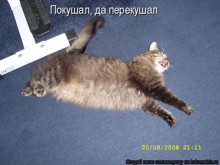 Покушал, да перекушал Покушал, да перекушал... Котоматрица: Покушал, да перекушал Покушал, да перекушал