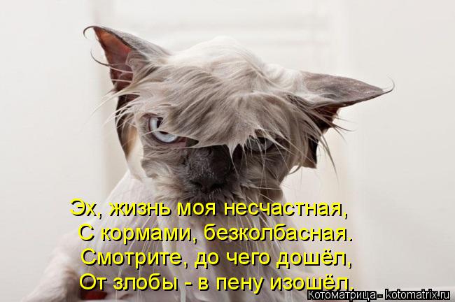 Эх, жизнь моя несчастная, С кормами, безколбасная. Смотрите, до чего дошёл, От злобы - в пену изошёл.... Котоматрица: Эх, жизнь моя несчастная, С кормами, безколбасная. Смотрите, до чего дошёл, От злобы - в пену изошёл.