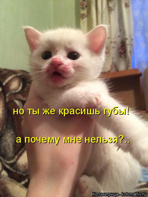 но ты же красишь губы! а почему мне нельзя?..... Котоматрица: но ты же красишь губы! а почему мне нельзя?..