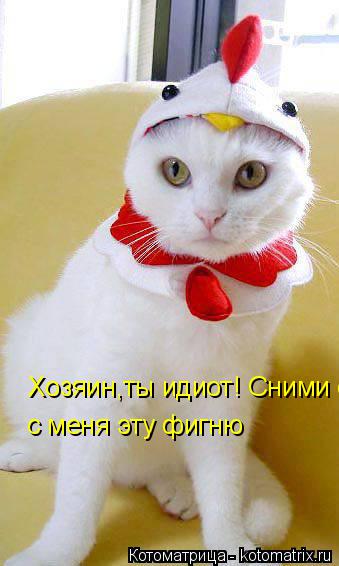 Хозяин,ты идиот! Сними с меня эту фигню с меня эту фигню... Котоматрица: Хозяин,ты идиот! Сними с меня эту фигню с меня эту фигню