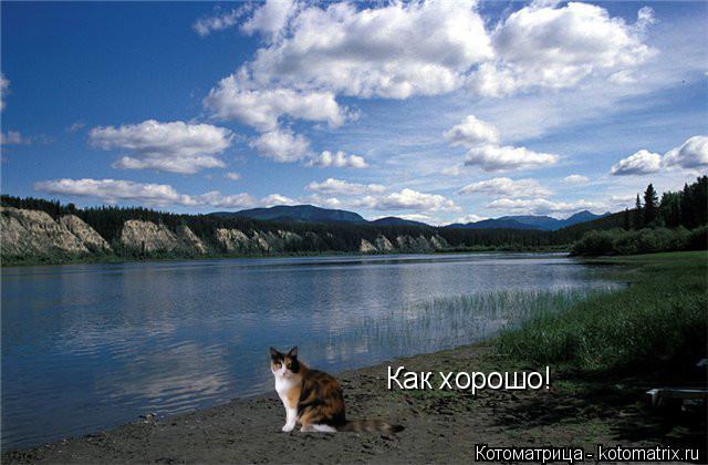 Как хорошо!... Котоматрица: Как хорошо!