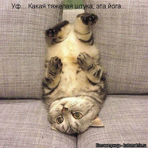 Уф... Какая тяжелая штука, эта йога...... Котоматрица: Уф... Какая тяжелая штука, эта йога...