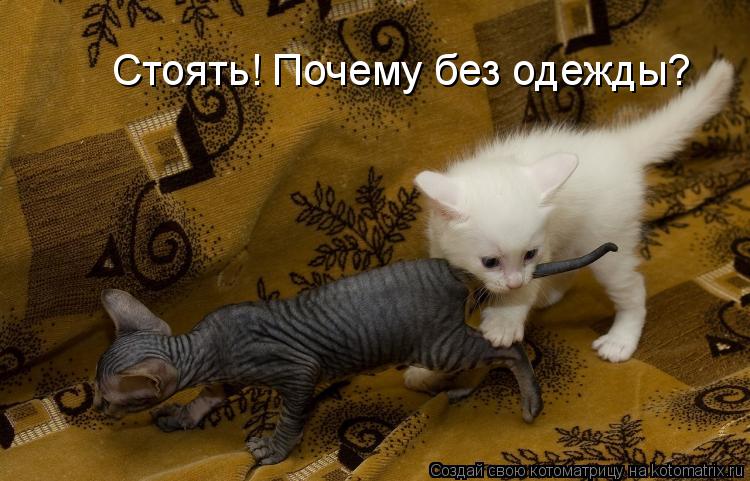 Стоять! Почему без одежды?... Котоматрица: Стоять! Почему без одежды?