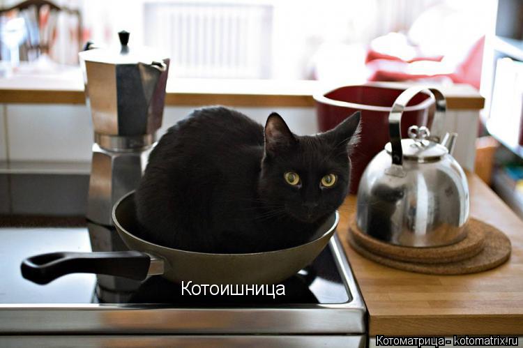 Котоишница... Котоматрица: Котоишница
