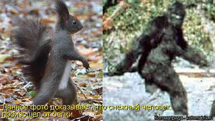 Данное фото доказывает, что снежный человек произошел от белки.... Котоматрица: Данное фото доказывает, что снежный человек произошел от белки.