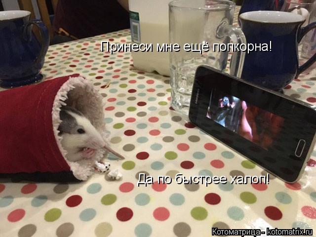 Принеси мне ещё попкорна! Да по быстрее халоп!... Котоматрица: Принеси мне ещё попкорна! Да по быстрее халоп!