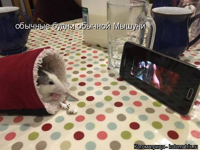 обычные будни обычной Мышуни... Котоматрица: обычные будни обычной Мышуни