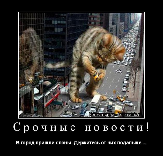 Срочные новости! В город пришли слоны. Держитесь от них подальше....... Котоматрица: Срочные новости! В город пришли слоны. Держитесь от них подальше....