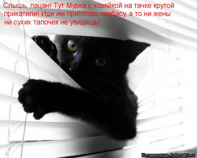 Слышь, пацан! Тут Мурка с хозяйкой на тачке крутой прикатили! Иди им приготовь колбасу, а то ни жены ... Котоматрица: Слышь, пацан! Тут Мурка с хозяйкой на тачке крутой прикатили! Иди им приготовь колбасу, а то ни жены ни сухих тапочек не увидишь!