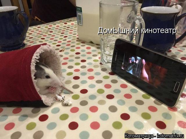 ДомЫшний кинотеатр... Котоматрица: ДомЫшний кинотеатр