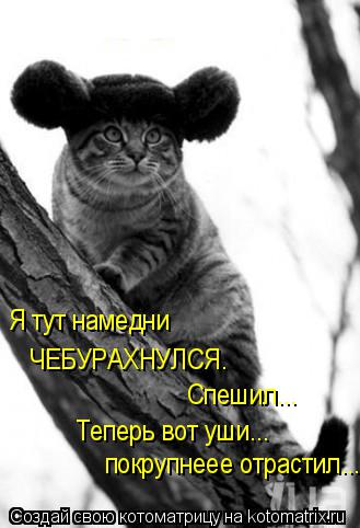 Я тут намедни ЧЕБУРАХНУЛСЯ. Спешил... Теперь вот уши... покрупнеее отрастил...... Котоматрица: Я тут намедни ЧЕБУРАХНУЛСЯ. Спешил... Теперь вот уши... покрупнеее отрастил...