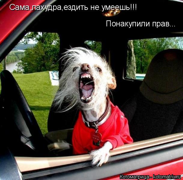 Сама,лахудра,ездить не умеешь!!! Понакупили прав...... Котоматрица: Сама,лахудра,ездить не умеешь!!! Понакупили прав...