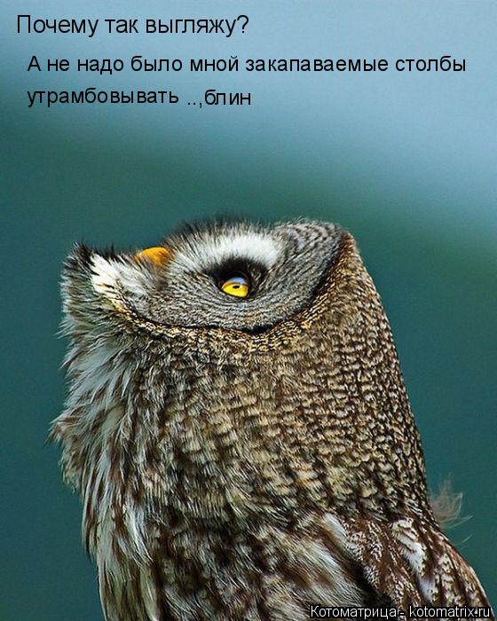 Почему так выгляжу? А не надо было мной закапаваемые столбы утрамбовывать ..,блин... Котоматрица: Почему так выгляжу? А не надо было мной закапаваемые столбы утрамбовывать ..,блин