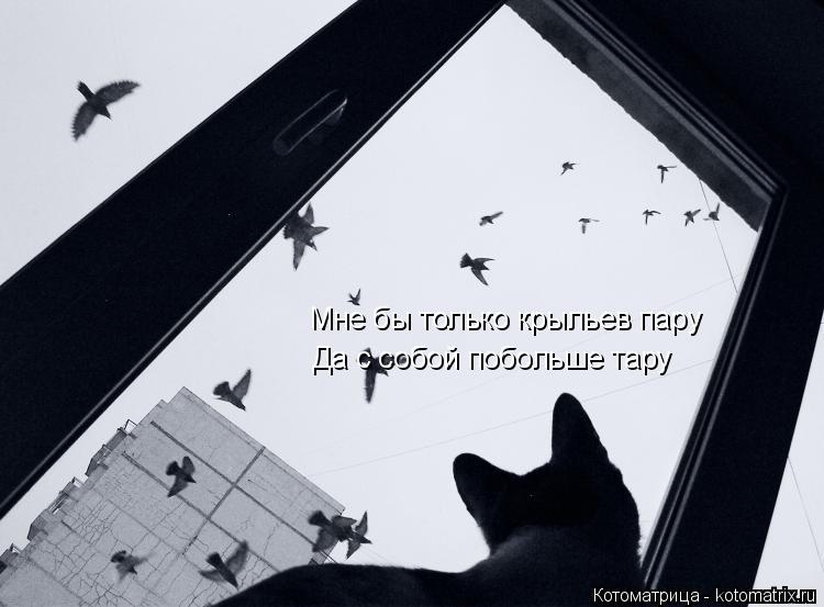 Мне бы только крыльев пару Да с собой побольше тару... Котоматрица: Мне бы только крыльев пару Да с собой побольше тару