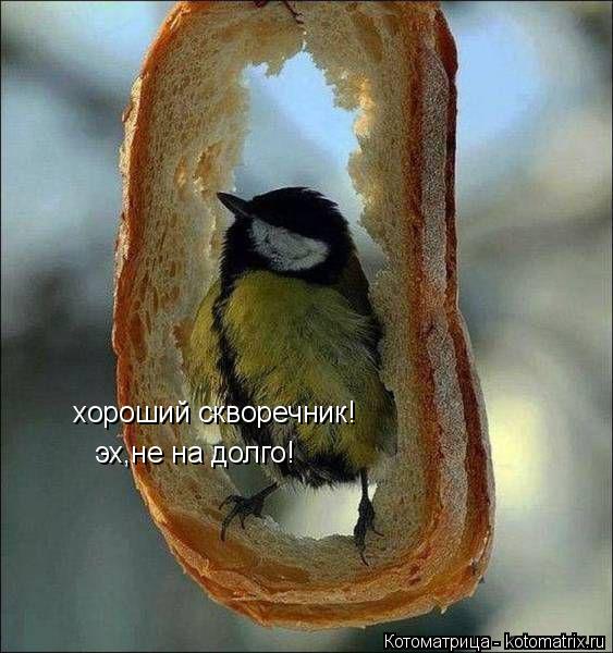 хороший скворечник! эх,не на долго!... Котоматрица: хороший скворечник! эх,не на долго!