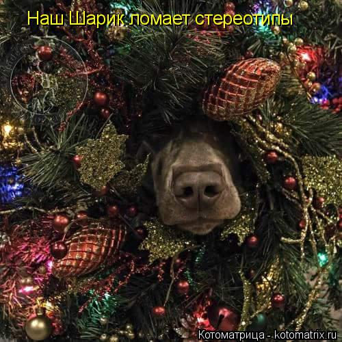Наш Шарик ломает стереотипы... Котоматрица: Наш Шарик ломает стереотипы