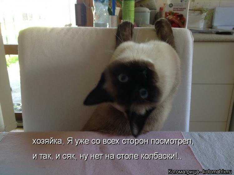 хозяйка, Я уже со всех сторон посмотрел, и так, и сяк, ну нет на столе колбаски!..... Котоматрица: хозяйка, Я уже со всех сторон посмотрел, и так, и сяк, ну нет на столе колбаски!..