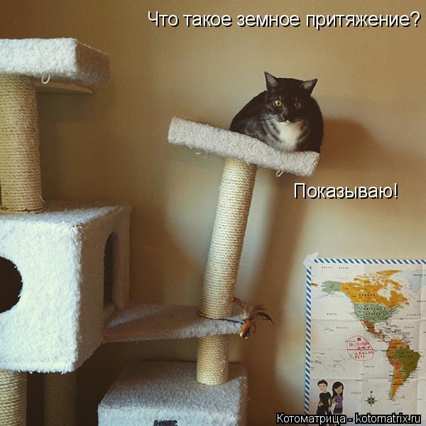 Что такое земное притяжение? Показываю!... Котоматрица: Что такое земное притяжение? Показываю!