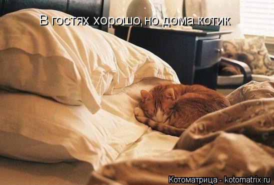 В гостях хорошо,но дома котик... Котоматрица: В гостях хорошо,но дома котик