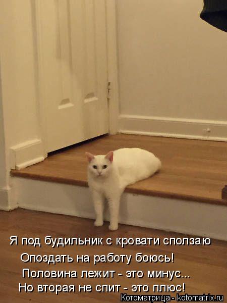 Я под будильник с кровати сползаю Опоздать на работу боюсь! Половина лежит - это минус... Но вторая н... Котоматрица: Я под будильник с кровати сползаю Опоздать на работу боюсь! Половина лежит - это минус... Но вторая не спит - это плюс!