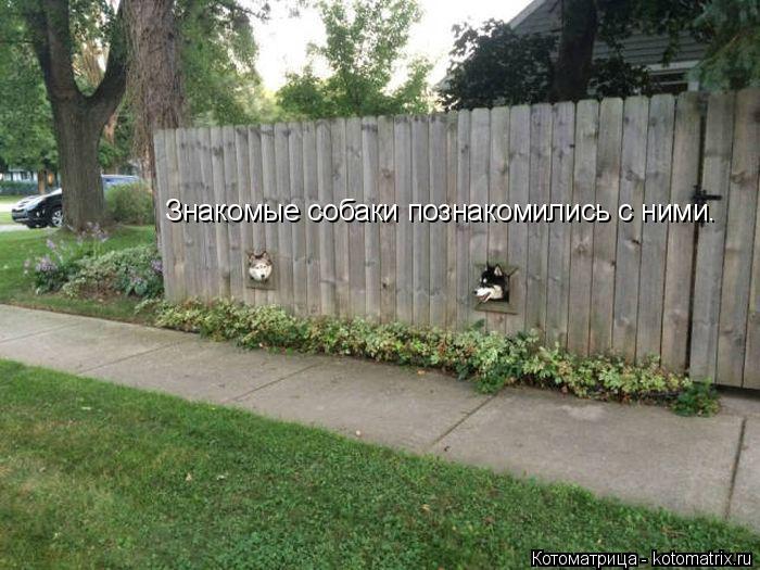 Знакомые собаки познакомились с ними.... Котоматрица: Знакомые собаки познакомились с ними.