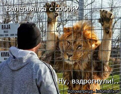 Ну, вздрогнули!.. Валерьянка с собой?... Котоматрица: Ну, вздрогнули!.. Валерьянка с собой?